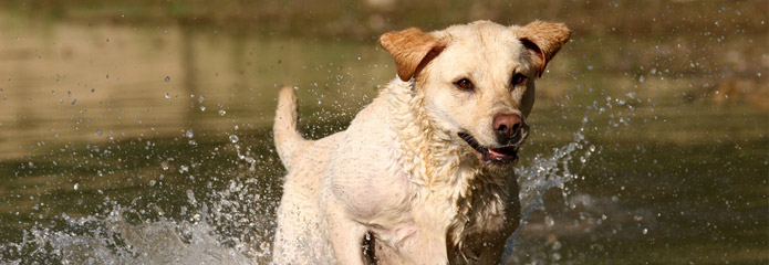 Dog running through the water to retrieve a pheasant in St. Louis
