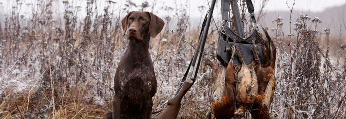 hunting dog in a foggy field with upland birds.