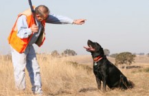 Hunting Dog Boot Camp