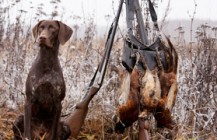 Upland Bird Training